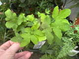 Osmunda regalis Royal Fern