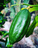 Citrus inodora Russell River Lime or Australian Large Leaf Finger Lime