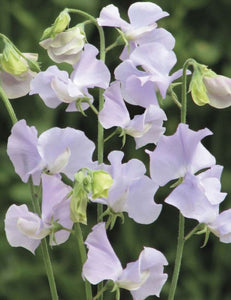 Sweet Pea Chelsea Centenary