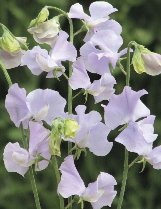 Sweet Pea Chelsea Centenary