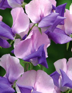 Sweet Pea Erewhon