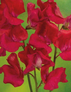 Sweet Pea Jimelda