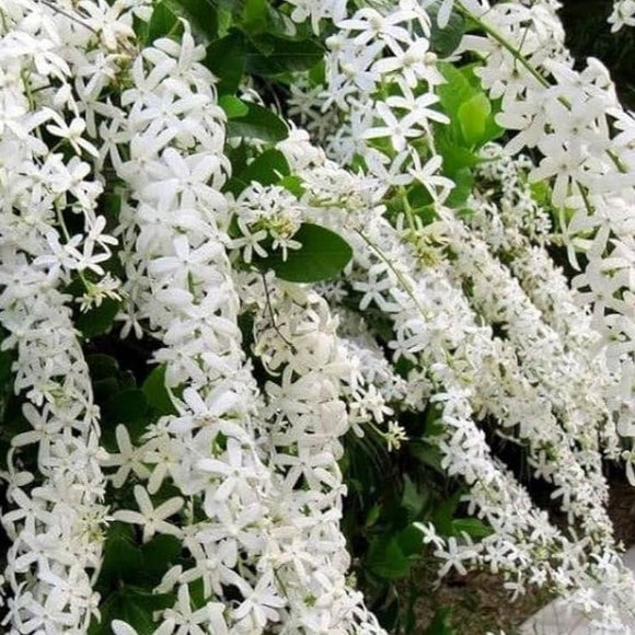 Petrea volubilis alba White Tropical Wisteria Evergreen Wisteria Sandpaper Vine