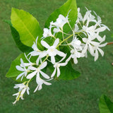 Petrea volubilis alba White Tropical Wisteria Evergreen Wisteria Sandpaper Vine