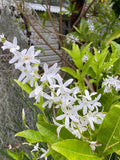 Petrea volubilis alba White Tropical Wisteria Evergreen Wisteria Sandpaper Vine