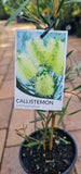 Callistemon pachyphyllus Green
