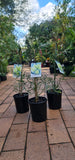 Callistemon pachyphyllus Green