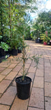 Callistemon pachyphyllus Green