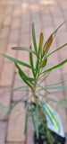 Callistemon pachyphyllus Green