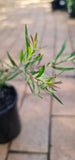 Callistemon pachyphyllus Green
