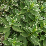 Hydrangea macrophylla Variegated Lacecap