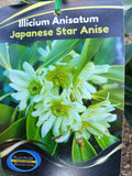 Japanese star anise