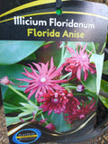 Florida Anisetree
