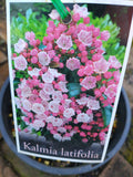 Mountain Laurel