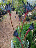 Kangaroo Paw Celebrations® Jazz PBR 140mm pot