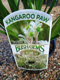 Kangaroo Paw Bush Gems - Bush Diamond PBR 14cm
