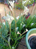 Kangaroo Paw Bush Gems - Bush Diamond PBR 14cm