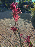 Anigozanthus Bush Elegance