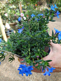 Blue flowered Lithodora
