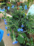 Lithodora Grace Ward
