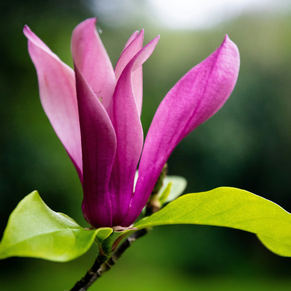 Magnolia Ann - available in store - not for postage.