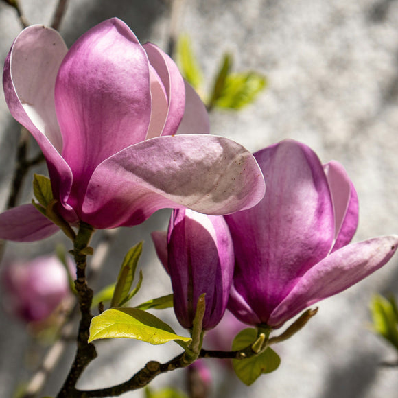 Magnolia Burgundy Glow - available in store - not for postage.