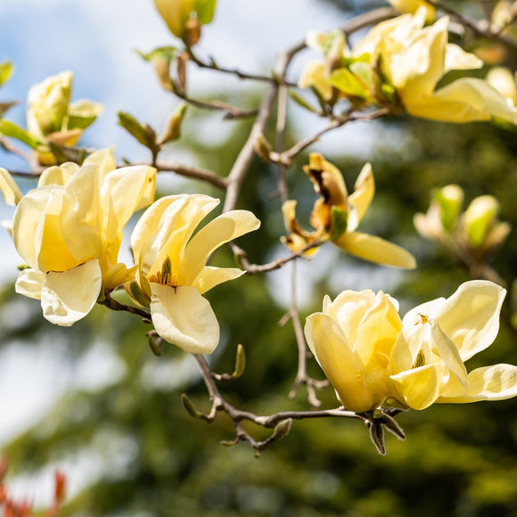 Magnolia Elizabeth - available in store - not for postage.
