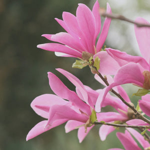 Magnolia Heaven Scent - available in store - not for postage.
