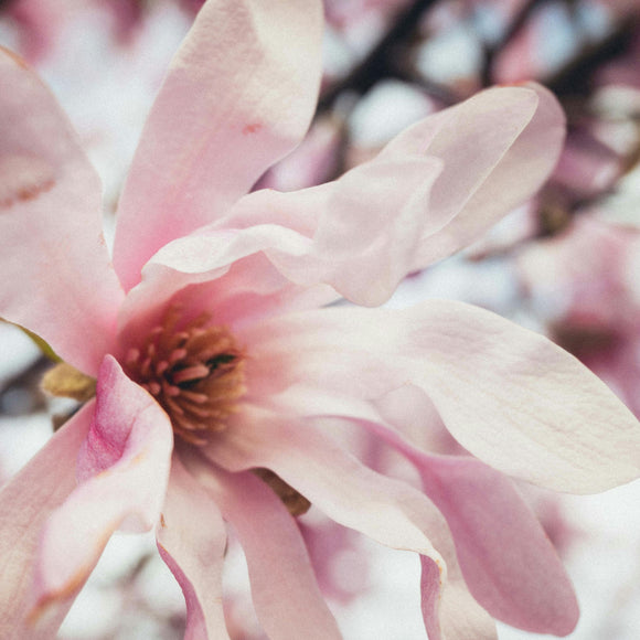 Magnolia x loebnerii Leonard Messel - available in store - not for postage.