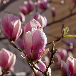 Magnolia Rustica Rubra