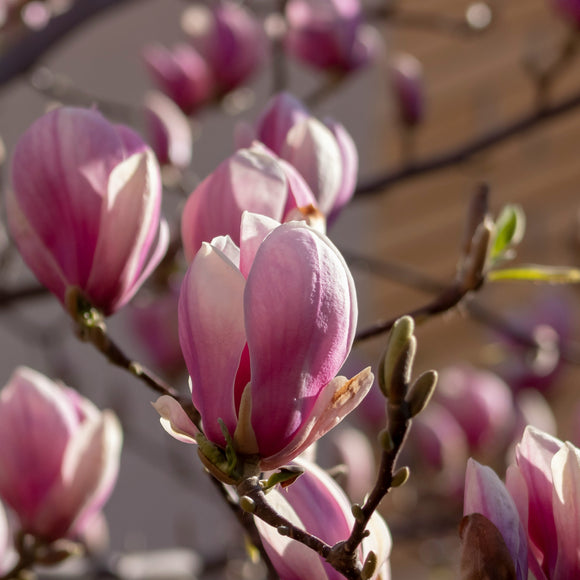 Magnolia Rustica Rubra