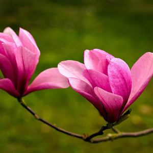 Magnolia Star Wars