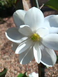 Inspiration Magnolia