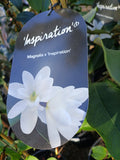 Scented magnolia