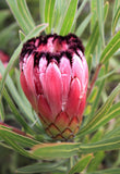 Protea australis Ruby