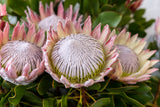 Protea cynaroides King Protea - King Pink