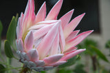 King Protea King Pink