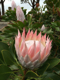 King Protea King Pink