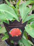 Telopea Waratah Shady Lady Red