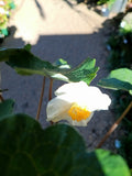 Eomecon chionantha - Snow Poppy