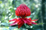Telopea Waratah Enchanted Red
