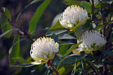 Telopea Waratah Shady Lady White