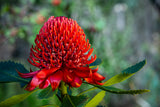 Telopea Waratah Shady Lady Crimson