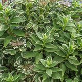 Hydrangea macrophylla Variegated Lacecap