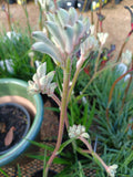 Kangaroo Paw Bush Gems - Bush Diamond PBR 14cm
