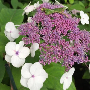Hydrangea aspera - growing - coming soon!