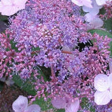 Hydrangea aspera Villosa
