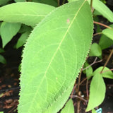 Hydrangea aspera Villosa