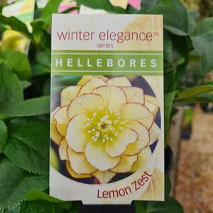 Hellebore Double Lemon Zest