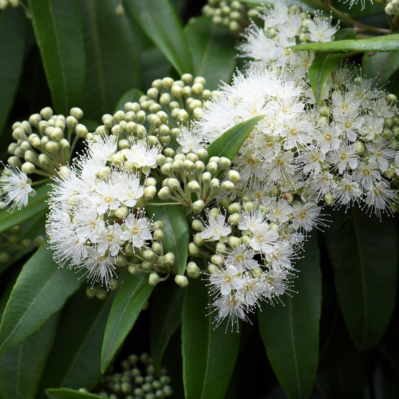 Lemon Myrtle Backhousia citriodora